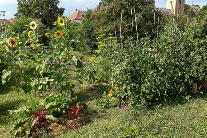 Jardin partagé à Muttersholtz