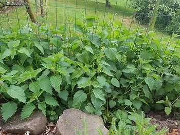 Que faire le premier mai au jardin ?