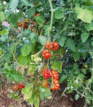 Les tomates de Thérèse et Augustin – Acte 4