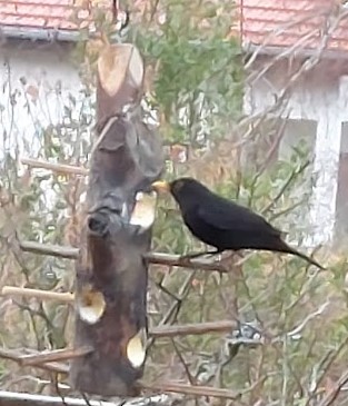 Oiseaux des jardins – comptage