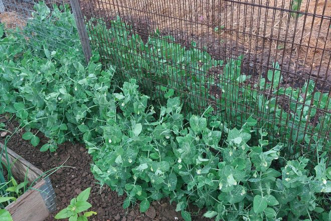 Les petits pois, les indispensables du jardin