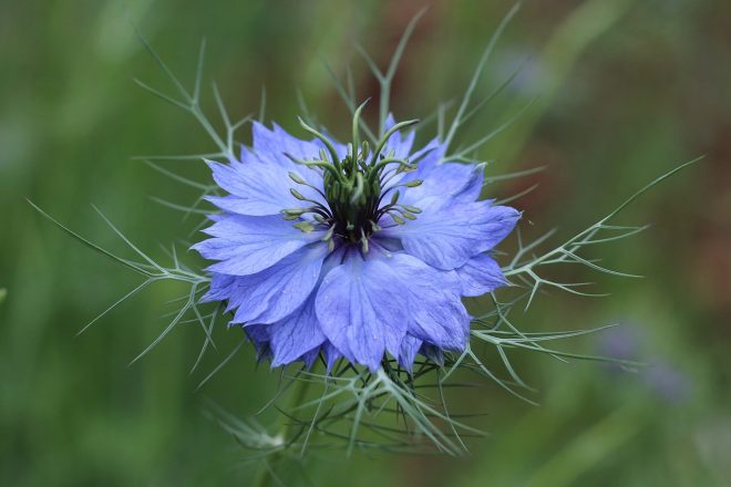 Un peu fleur bleue…