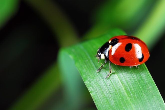 Pourquoi les coccinelles sont rouges avec des points noirs…histoire pour ceux qui ont une âme d&rsquo;enfant…