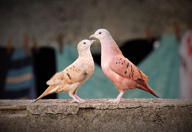 La Saint-Valentin des oiseaux.