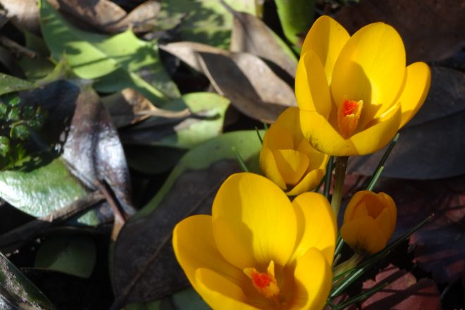 Crocus