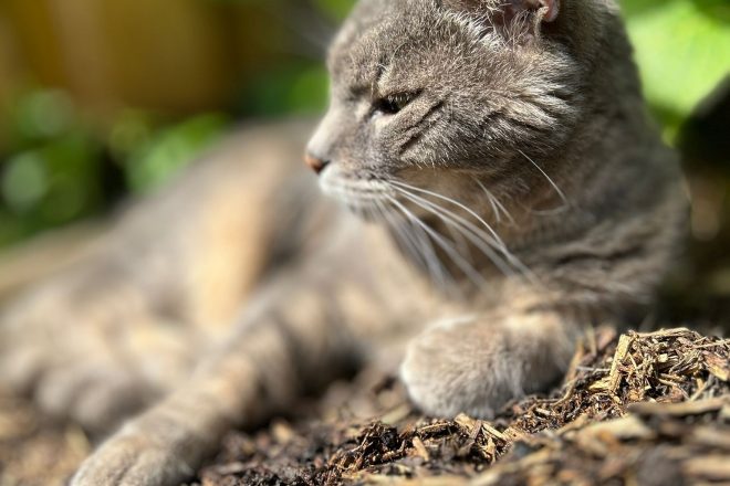 Des animaux se cachent dans le jardin!