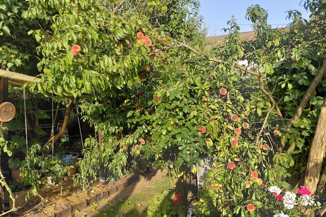 Une année à fruits