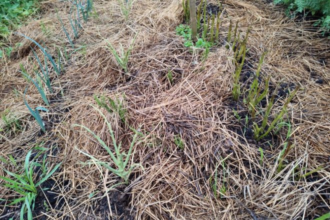 Chroniques d’un potager assiégé..