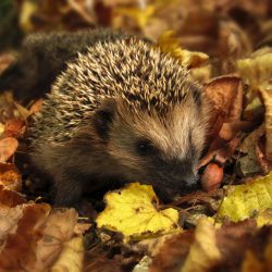 hérisson européen dans des feuilles mortes à l'automne