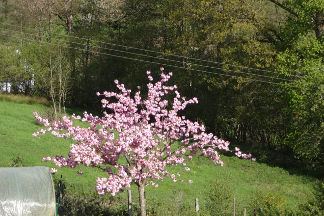 Arbres du Japon