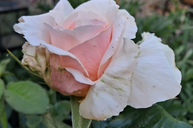 Et rose elle a vécu…