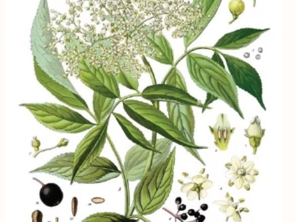 A la découverte des plantes sauvages dans la nature.