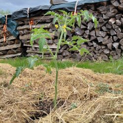 On coupe les feuilles basses pour éviter l'humidité