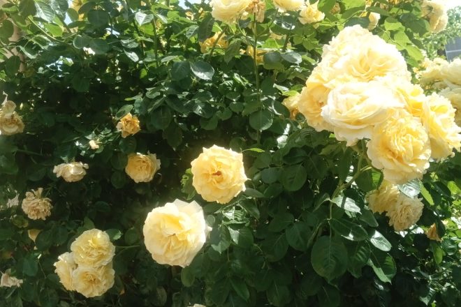 Rose de juin