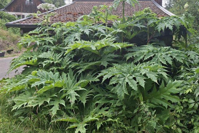 La berce du Caucase : la belle plante qu&rsquo;il vaut mieux admirer de loin