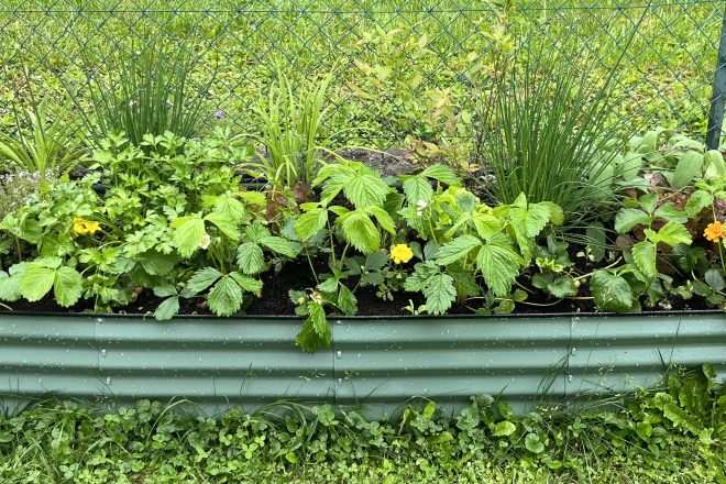 Chanson de jardinage : l&rsquo;histoire du Garden Song