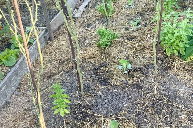 Le potager au fil des mois