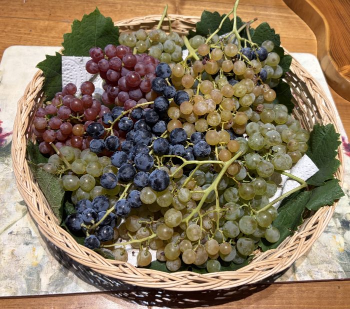 plusieurs variétés de raisin