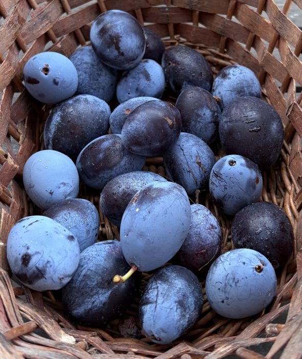 quetsches dans un panier en osier